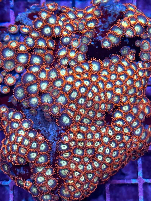 Reefkoi Corals LLC Picture 2