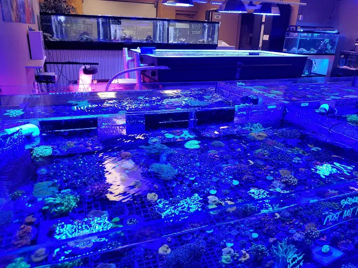 Reefkoi Corals LLC Picture 10