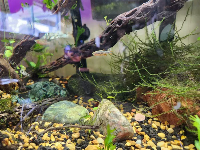 Seascape Aquatics Picture 6