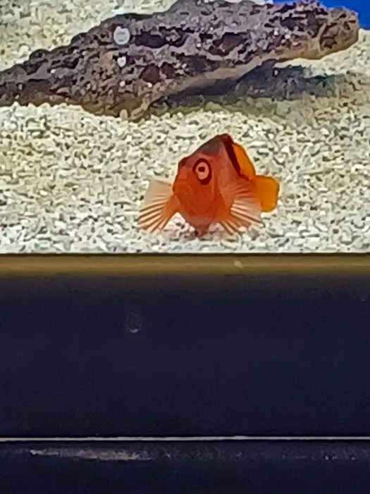 Seascape Aquatics Picture 7