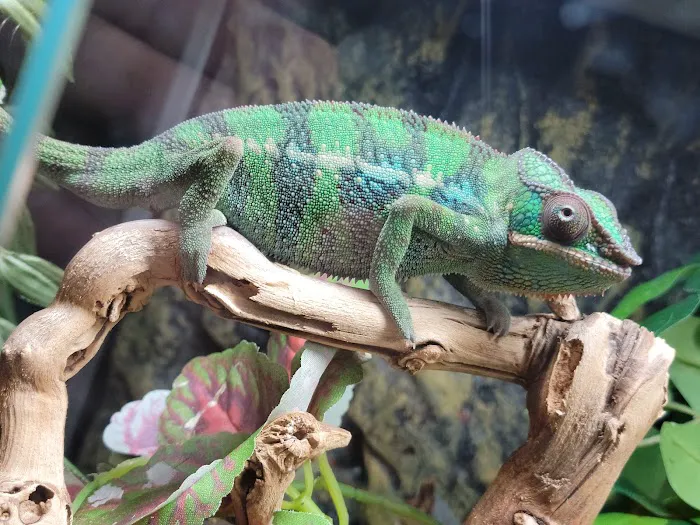 Scales 'N Tails Colorado Springs East Picture 4