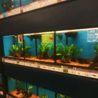 Petco ico