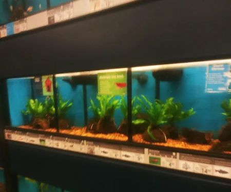 Petco