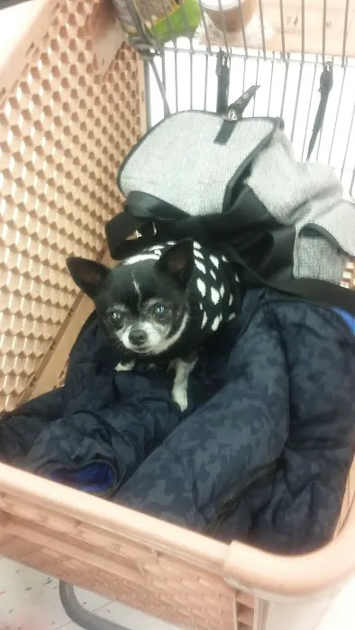 Petco Picture 4