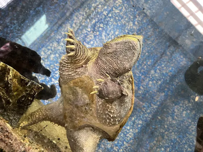 Reptiles Picture 3