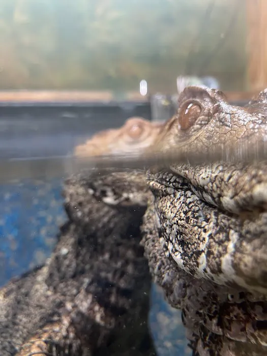 Reptiles Picture 6