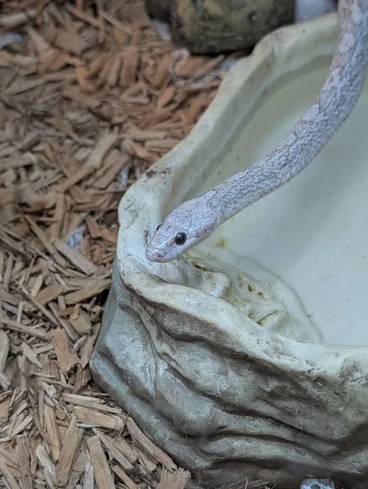 Reptiles Picture 1