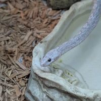 Reptiles ico