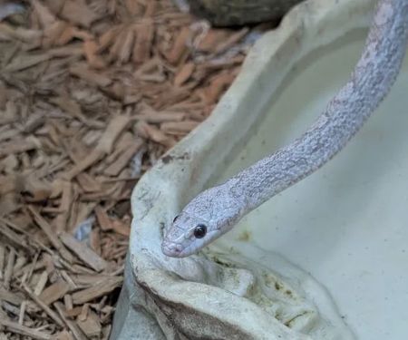 Reptiles