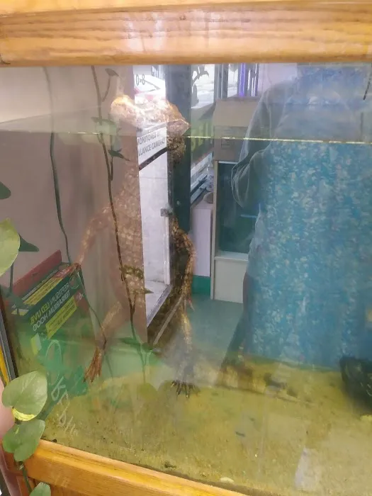 Reptiles Picture 2