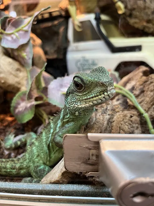 Reptiles Picture 8