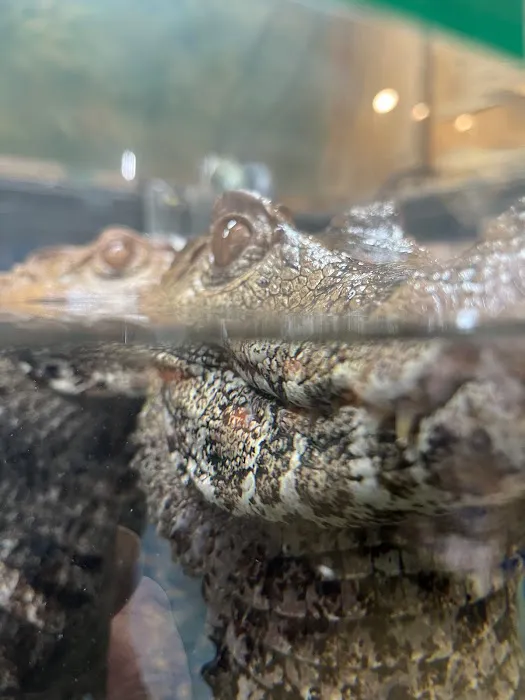 Reptiles Picture 5
