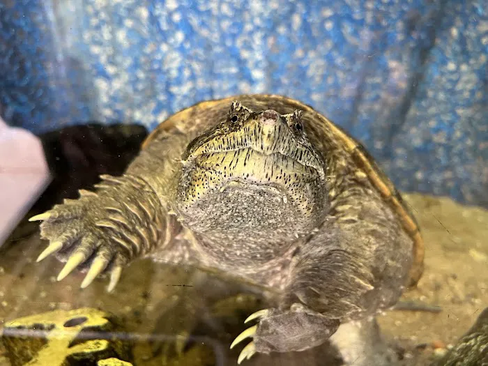 Reptiles Picture 9