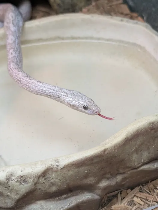 Reptiles Picture 10