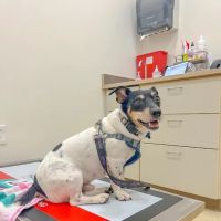 Belvedere Veterinary Center ico