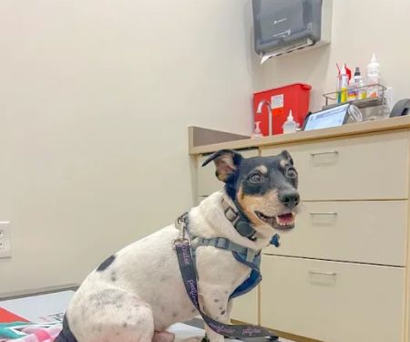 Belvedere Veterinary Center