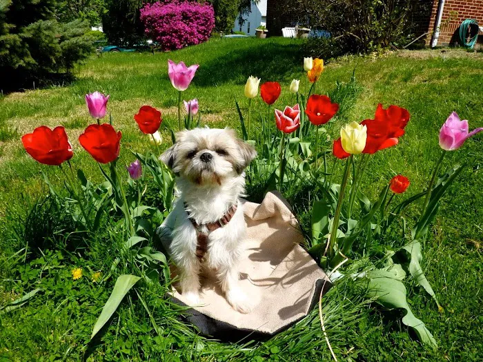 Belvedere Veterinary Center Picture 10