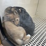 Pet City Pet Shops - Chapel Hills Mall, Colorado