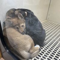 Pet City Pet Shops - Chapel Hills Mall, Colorado ico