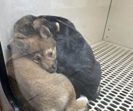 Pet City Pet Shops - Chapel Hills Mall, Colorado