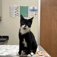 Everhart Veterinary Cross Keys ico