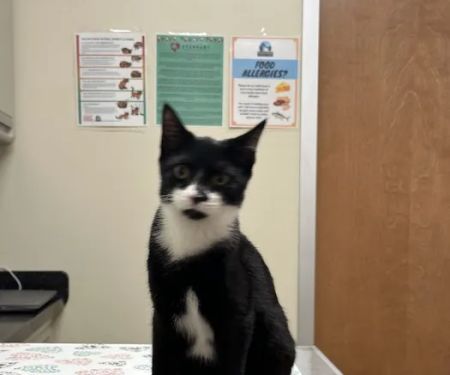 Everhart Veterinary Cross Keys