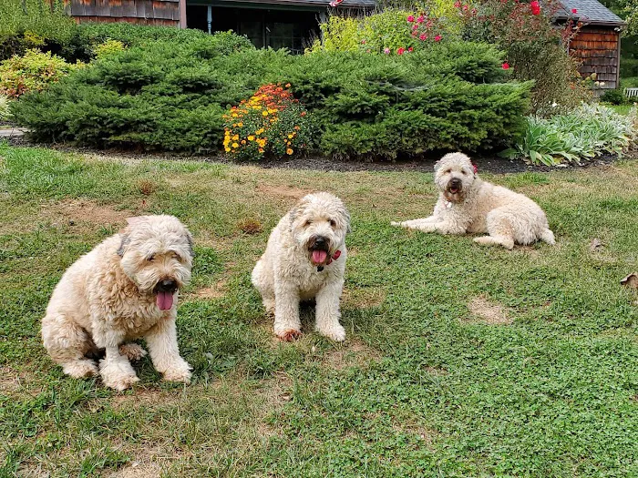 Evergreen Veterinary Care Picture 7