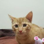 Neighborhood Vet Care