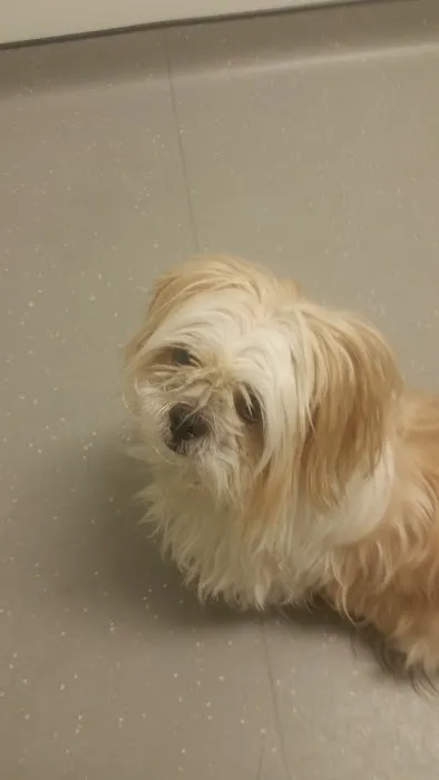 Neighborhood Vet Care Picture 4