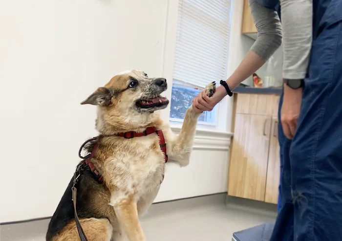 Neighborhood Vet Care Picture 10