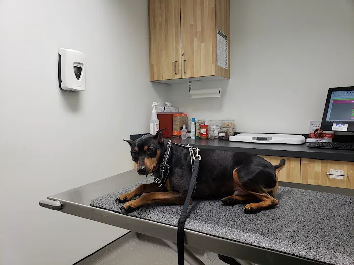 Neighborhood Vet Care Picture 6