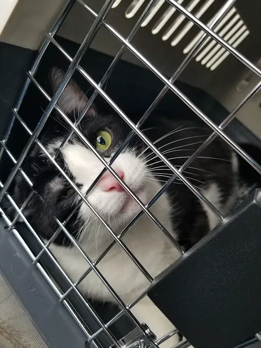 Neighborhood Vet Care Picture 8