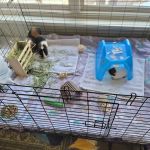 Petco