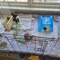 Petco ico