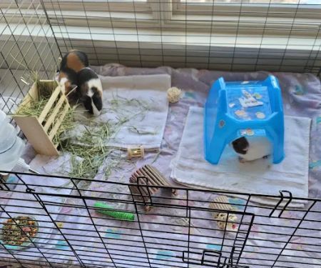 Petco