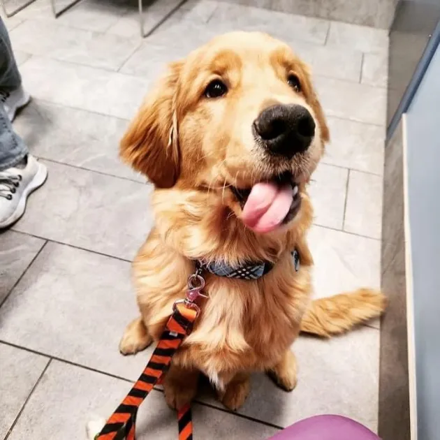 Stevenson Village Veterinary Hospital Picture 8