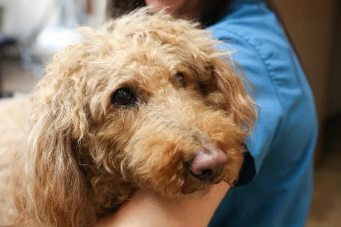 Stevenson Village Veterinary Hospital Picture 5