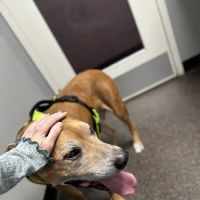 Pikesville Animal Hospital ico