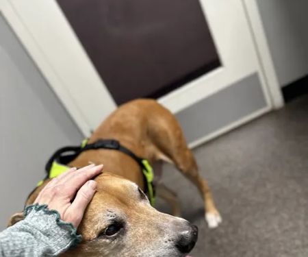 Pikesville Animal Hospital