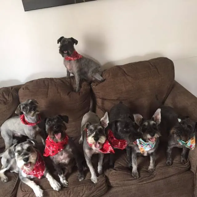 Valley Dog & Cat Hospital Picture 4