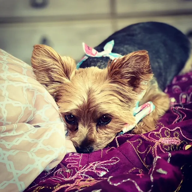 Valley Dog & Cat Hospital Picture 2