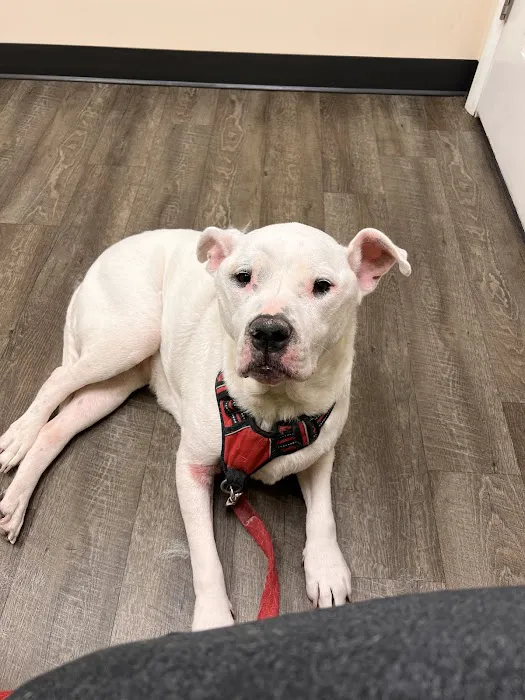 Valley Dog & Cat Hospital Picture 7
