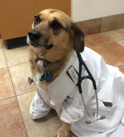 Valley Dog & Cat Hospital Picture 5