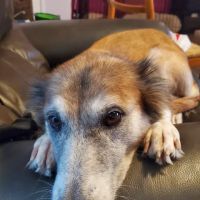 Valley Dog & Cat Hospital ico