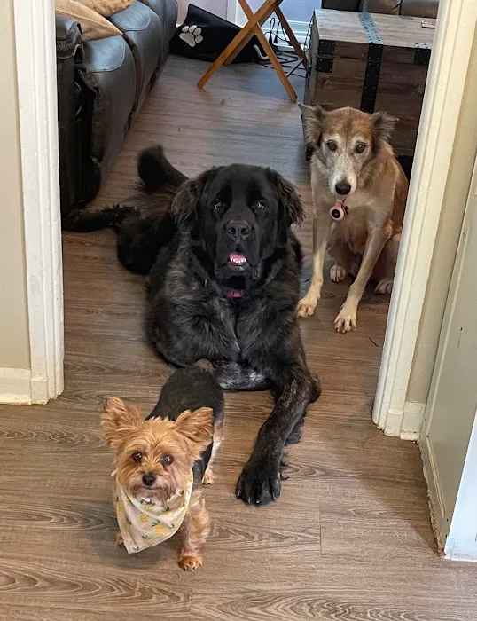 Valley Dog & Cat Hospital Picture 8