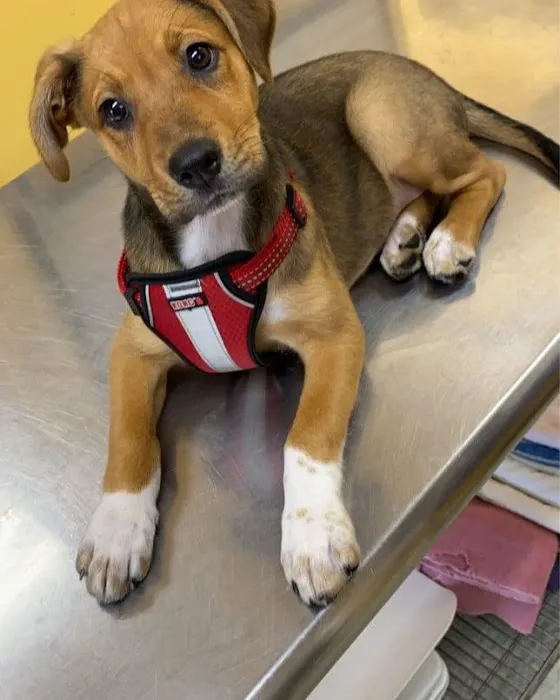 Owings Mills Veterinary Center Picture 4