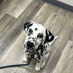 Owings Mills Veterinary Center