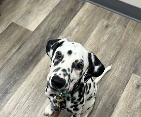 Owings Mills Veterinary Center