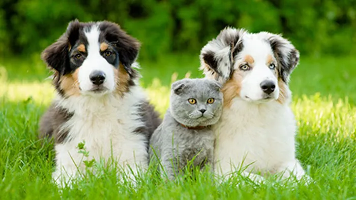 Owings Mills Veterinary Center Picture 2