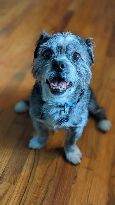 Milo's BARKery & BARKeasy Picture 3
